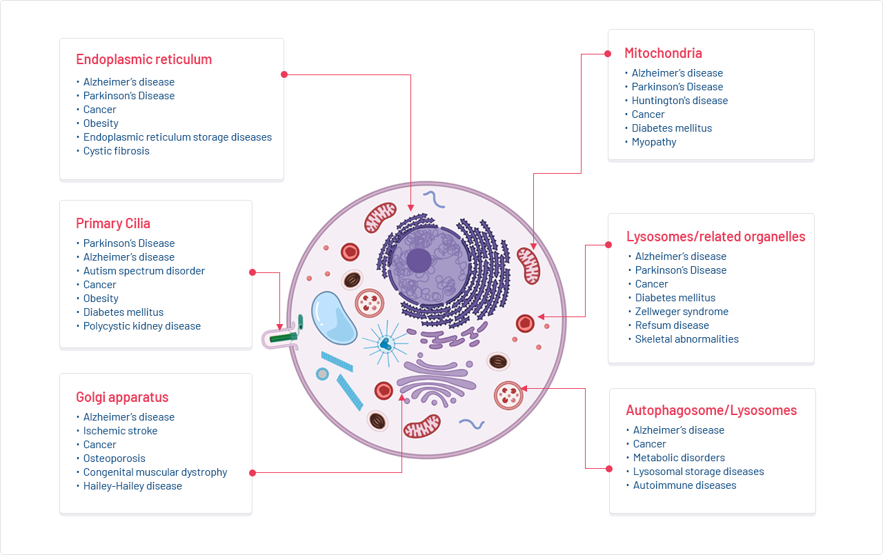 Emerging therapeutic
                            target : cellular organelle & homeostasis