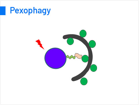 Pexophagy